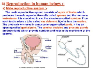 6) Reproduction in human beings :- 
a) Male reproductive system :- 
The male reproductive system consists of a pair of testes which 
produces the male reproductive cells called sperms and the hormone 
testosteron. It is contained in sac like structures called scrotum. From 
each testis arises a tube called vas deferens. It joins into the urethra. 
The urethra is enclosed in a muscular organ called penis. It has an 
opening called genital pore. The seminal vesicles and prostate glands 
produce fluids which provide nutrition and help in the movement of the 
sperms. 
 