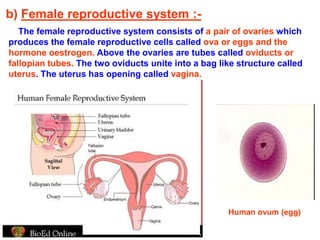 b) Female reproductive system :- 
The female reproductive system consists of a pair of ovaries which 
produces the female reproductive cells called ova or eggs and the 
hormone oestrogen. Above the ovaries are tubes called oviducts or 
fallopian tubes. The two oviducts unite into a bag like structure called 
uterus. The uterus has opening called vagina. 
Human ovum (egg) 
 