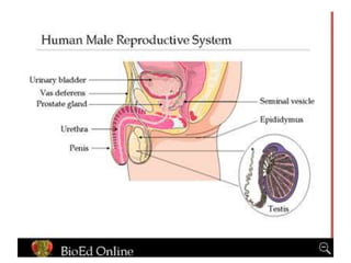 How do organisms reproduce.ppt