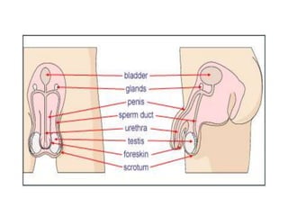 How do organisms reproduce.ppt