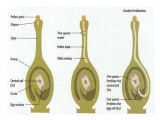 How do organisms reproduce.ppt