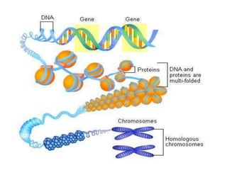 How do organisms reproduce.ppt