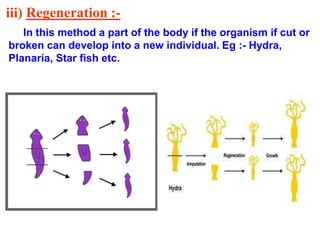 iii) Regeneration :- 
In this method a part of the body if the organism if cut or 
broken can develop into a new individual. Eg :- Hydra, 
Planaria, Star fish etc. 
 