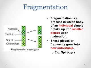 Fragmentation Objects How do organisms reproduce | PPTX