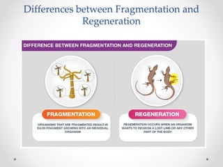 Differences between Fragmentation and
Regeneration
 