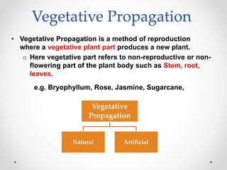 Vegetative Propagation
• Vegetative Propagation is a method of reproduction
where a vegetative plant part produces a new plant.
o Here vegetative part refers to non-reproductive or non-
flowering part of the plant body such as Stem, root,
leaves.
e.g. Bryophyllum, Rose, Jasmine, Sugarcane,
Vegetative
Propagation
Natural Artificial
 