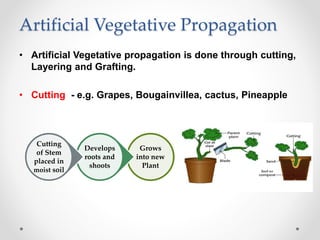 Artificial Vegetative Propagation
• Artificial Vegetative propagation is done through cutting,
Layering and Grafting.
• Cutting - e.g. Grapes, Bougainvillea, cactus, Pineapple
Grows
into new
Plant
Develops
roots and
shoots
Cutting
of Stem
placed in
moist soil
 