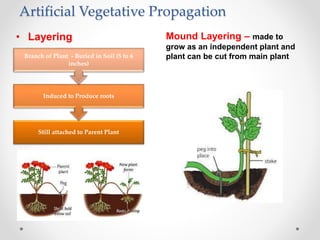 Artificial Vegetative Propagation
Mound Layering – made to
grow as an independent plant and
plant can be cut from main plant
• Layering
Still attached to Parent Plant
Induced to Produce roots
Branch of Plant - Buried in Soil (5 to 6
inches)
 