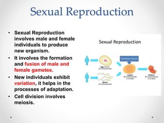 Sexual Reproduction
• Sexual Reproduction
involves male and female
individuals to produce
new organism.
• It involves the formation
and fusion of male and
female gametes.
• New individuals exhibit
variation, it helps in the
processes of adaptation.
• Cell division involves
meiosis.
 