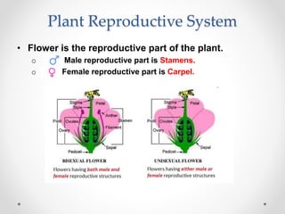 Plant Reproductive System
• Flower is the reproductive part of the plant.
o Male reproductive part is Stamens.
o Female reproductive part is Carpel.
 
