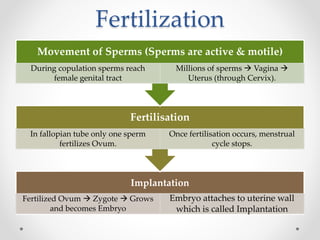 Fertilization
Implantation
Fertilized Ovum  Zygote  Grows
and becomes Embryo
Embryo attaches to uterine wall
which is called Implantation
Fertilisation
In fallopian tube only one sperm
fertilizes Ovum.
Once fertilisation occurs, menstrual
cycle stops.
Movement of Sperms (Sperms are active & motile)
During copulation sperms reach
female genital tract
Millions of sperms  Vagina 
Uterus (through Cervix).
 