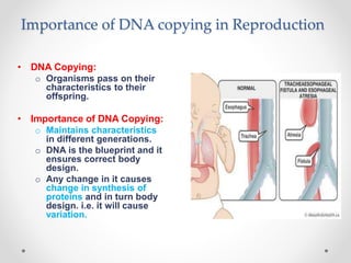 Importance of DNA copying in Reproduction
• DNA Copying:
o Organisms pass on their
characteristics to their
offspring.
• Importance of DNA Copying:
o Maintains characteristics
in different generations.
o DNA is the blueprint and it
ensures correct body
design.
o Any change in it causes
change in synthesis of
proteins and in turn body
design. i.e. it will cause
variation.
 