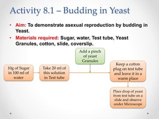 Activity 8.1 – Budding in Yeast
• Aim: To demonstrate asexual reproduction by budding in
Yeast.
• Materials required: Sugar, water, Test tube, Yeast
Granules, cotton, slide, coverslip.
10g of Sugar
in 100 ml of
water
Take 20 ml of
this solution
in Test tube
Add a pinch
of yeast
Granules
Keep a cotton
plug on test tube
and leave it in a
warm place
Place drop of yeast
from test tube on a
slide and observe
under Microscope
 