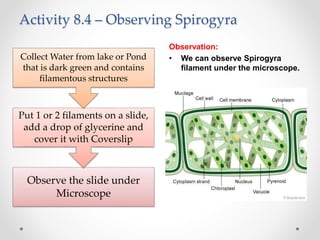 Activity 8.4 – Observing Spirogyra
Observe the slide under
Microscope
Put 1 or 2 filaments on a slide,
add a drop of glycerine and
cover it with Coverslip
Collect Water from lake or Pond
that is dark green and contains
filamentous structures
Observation:
• We can observe Spirogyra
filament under the microscope.
 