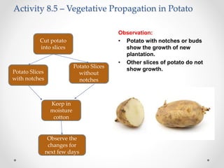 Activity 8.5 – Vegetative Propagation in Potato
Observation:
• Potato with notches or buds
show the growth of new
plantation.
• Other slices of potato do not
show growth.
Cut potato
into slices
Potato Slices
with notches
Potato Slices
without
notches
Keep in
moisture
cotton
Observe the
changes for
next few days
 