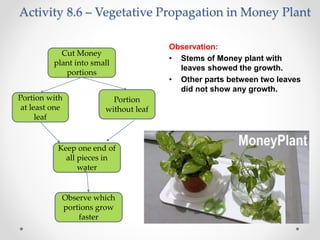 Activity 8.6 – Vegetative Propagation in Money Plant
Observation:
• Stems of Money plant with
leaves showed the growth.
• Other parts between two leaves
did not show any growth.
Cut Money
plant into small
portions
Portion with
at least one
leaf
Portion
without leaf
Keep one end of
all pieces in
water
Observe which
portions grow
faster
 