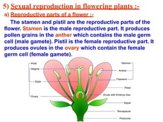 5) Sexual reproduction in flowering plants :-
a) Reproductive parts of a flower :-
The stamen and pistil are the reproductive parts of the
flower. Stamen is the male reproductive part. It produces
pollen grains in the anther which contains the male germ
cell (male gamete). Pistil is the female reproductive part. It
produces ovules in the ovary which contain the female
germ cell (female gamete).
 