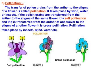 b) Pollination :-
The transfer of pollen grains from the anther to the stigma
of a flower is called pollination. It takes place by wind, water
or insects. If the pollen grains are transferred from the
anther to the stigma of the same flower it is self pollination
and if it is transferred from the anther of one flower to the
stigma of another flower it is cross pollination. Pollination
takes place by insects, wind, water etc.
Self pollination
Cross pollination
 