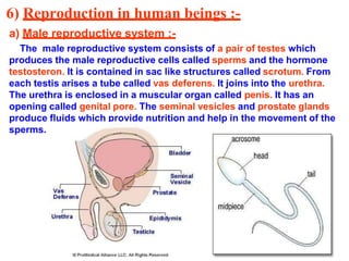 6) Reproduction in human beings :-
a) Male reproductive system :-
The male reproductive system consists of a pair of testes which
produces the male reproductive cells called sperms and the hormone
testosteron. It is contained in sac like structures called scrotum. From
each testis arises a tube called vas deferens. It joins into the urethra.
The urethra is enclosed in a muscular organ called penis. It has an
opening called genital pore. The seminal vesicles and prostate glands
produce fluids which provide nutrition and help in the movement of the
sperms.
 