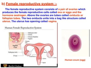 b) Female reproductive system :-
The female reproductive system consists of a pair of ovaries which
produces the female reproductive cells called ova or eggs and the
hormone oestrogen. Above the ovaries are tubes called oviducts or
fallopian tubes. The two oviducts unite into a bag like structure called
uterus. The uterus has opening called vagina.
Human ovum (egg)
 
