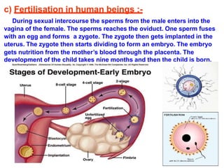 c) Fertilisation in human beings :-
During sexual intercourse the sperms from the male enters into the
vagina of the female. The sperms reaches the oviduct. One sperm fuses
with an egg and forms a zygote. The zygote then gets implanted in the
uterus. The zygote then starts dividing to form an embryo. The embryo
gets nutrition from the mother’s blood through the placenta. The
development of the child takes nine months and then the child is born.
 
