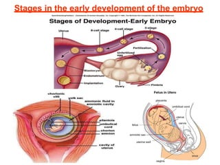 Stages in the early development of the embryo
 