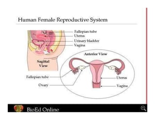HOW DO ORGANISMS REPRODUCE.ppt.pptx