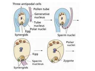 HOW DO ORGANISMS REPRODUCE.ppt.pptx