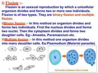 i) Fission :-
Fission is an asexual reproduction by which a unicellular
organism divides and forms two or more new individuals.
Fission is of two types. They are binary fission and multiple
fission.
i)Binary fission :- In this method an organism divides and
forms two individuals. First the nucleus divides and forms
two nuclei. Then the cytoplasm divides and forms two
daughter cells. Eg:- Amoeba, Paramaecium etc.
ii)Multiple fission :- In this method one organism divides
into many daughter cells. Eg.Plasmodium (Malarial parasite).
 