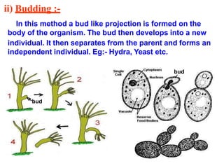 ii) Budding :-
bud
In this method a bud like projection is formed on the
body of the organism. The bud then develops into a new
individual. It then separates from the parent and forms an
independent individual. Eg:- Hydra, Yeast etc.
bud
 