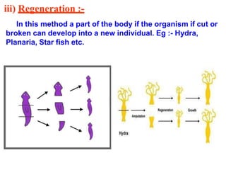 iii) Regeneration :-
In this method a part of the body if the organism if cut or
broken can develop into a new individual. Eg :- Hydra,
Planaria, Star fish etc.
 