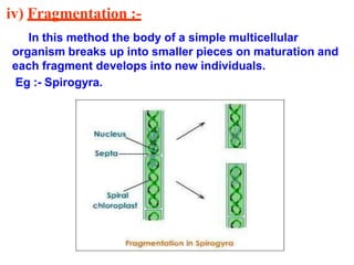 iv) Fragmentation :-
In this method the body of a simple multicellular
organism breaks up into smaller pieces on maturation and
each fragment develops into new individuals.
Eg :- Spirogyra.
 