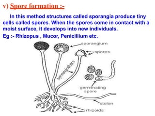 v) Spore formation :-
In this method structures called sporangia produce tiny
cells called spores. When the spores come in contact with a
moist surface, it develops into new individuals.
Eg :- Rhizopus , Mucor, Penicillium etc.
 
