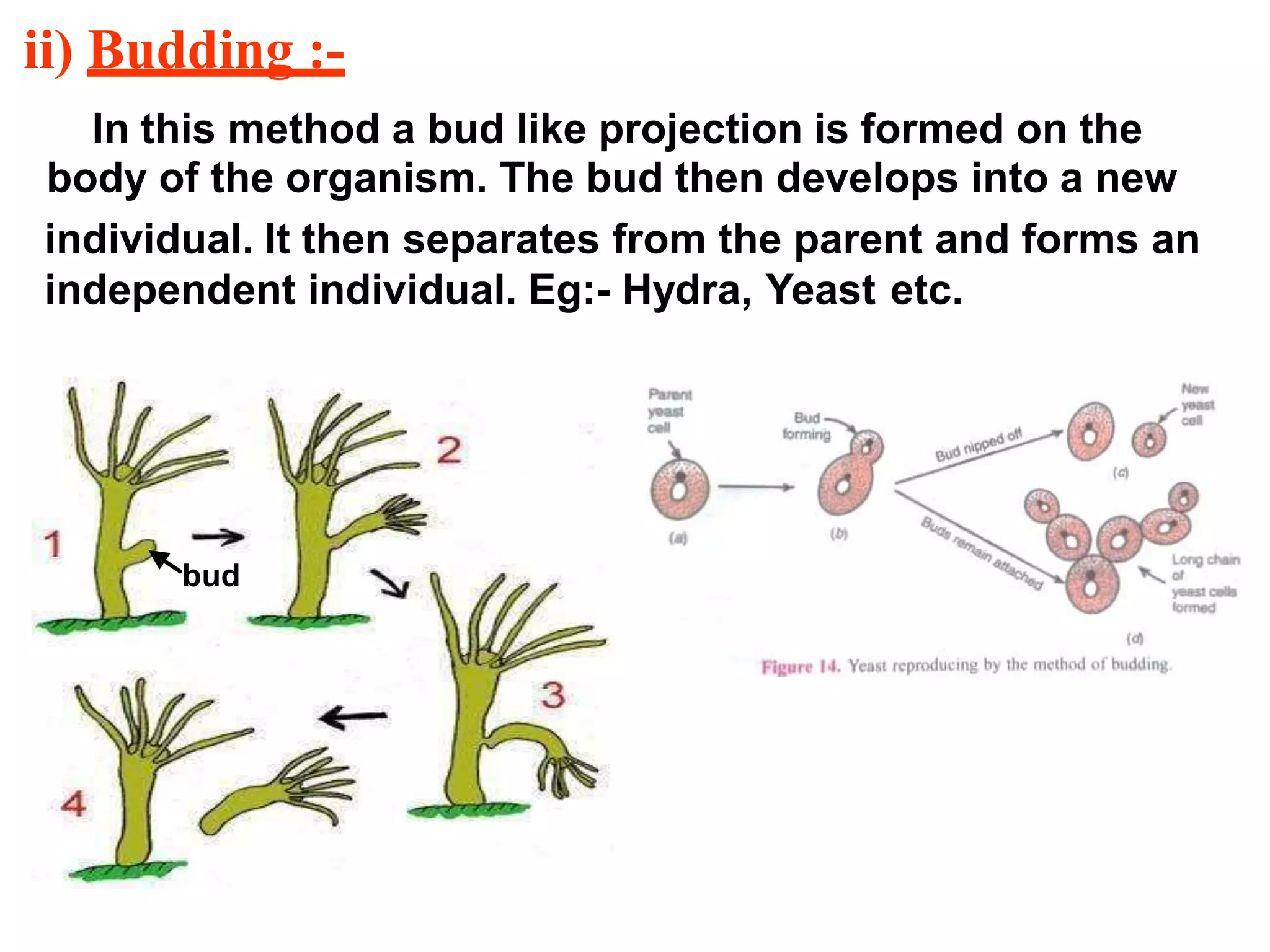 ii) Budding :-
In this method a bud like projection is formed on the
body of the organism. The bud then develops into a new
individual. It then separates from the parent and forms an
independent individual. Eg:- Hydra, Yeast etc.
bud
 