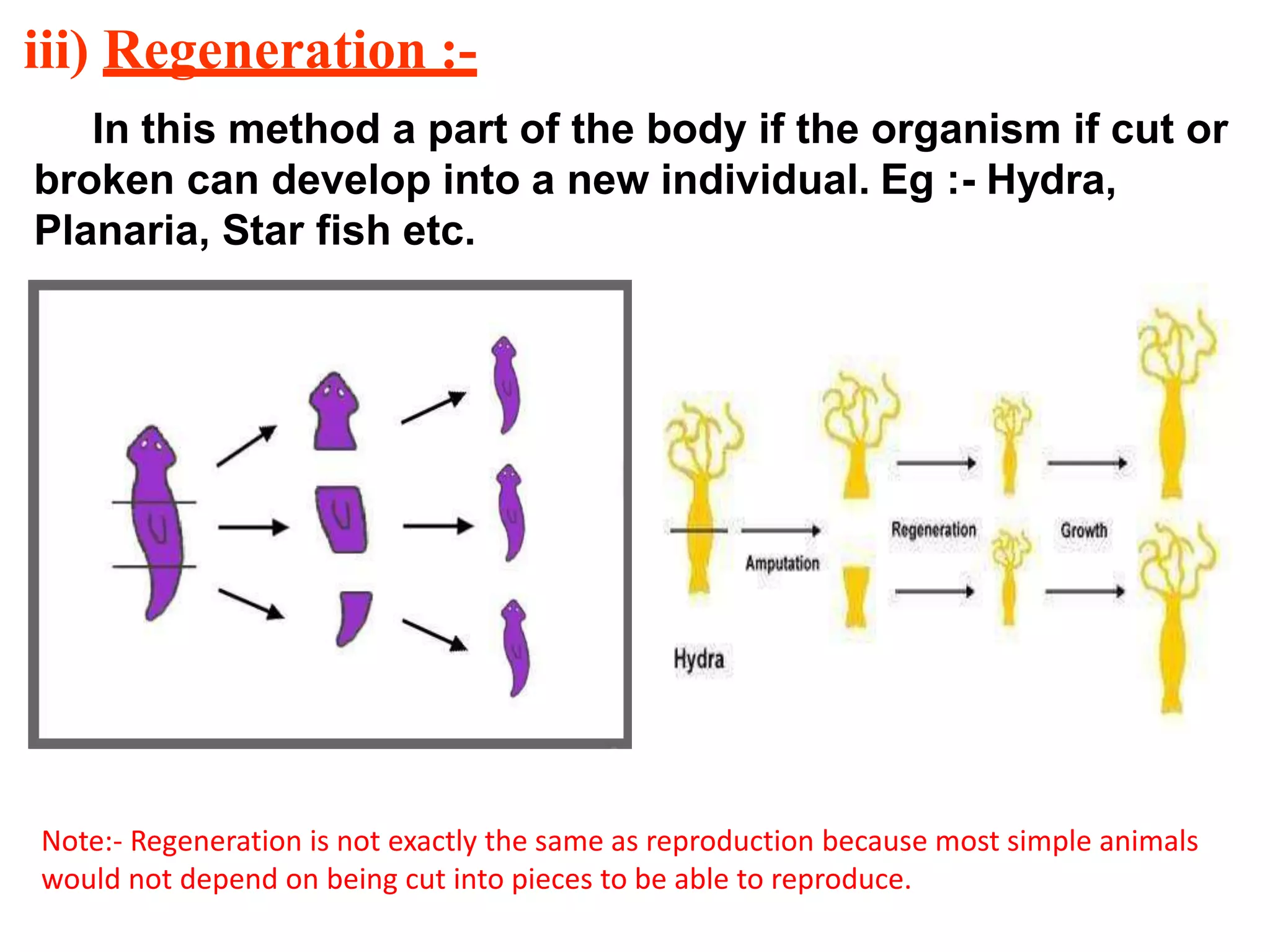 iii) Regeneration :-
In this method a part of the body if the organism if cut or
broken can develop into a new individual. Eg :- Hydra,
Planaria, Star fish etc.
Note:- Regeneration is not exactly the same as reproduction because most simple animals
would not depend on being cut into pieces to be able to reproduce.
 