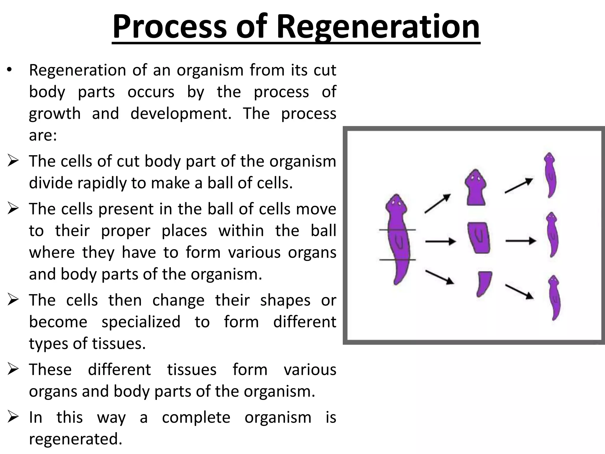 Process of Regeneration
• Regeneration of an organism from its cut
body parts occurs by the process of
growth and development. The process
are:
 The cells of cut body part of the organism
divide rapidly to make a ball of cells.
 The cells present in the ball of cells move
to their proper places within the ball
where they have to form various organs
and body parts of the organism.
 The cells then change their shapes or
become specialized to form different
types of tissues.
 These different tissues form various
organs and body parts of the organism.
 In this way a complete organism is
regenerated.
 