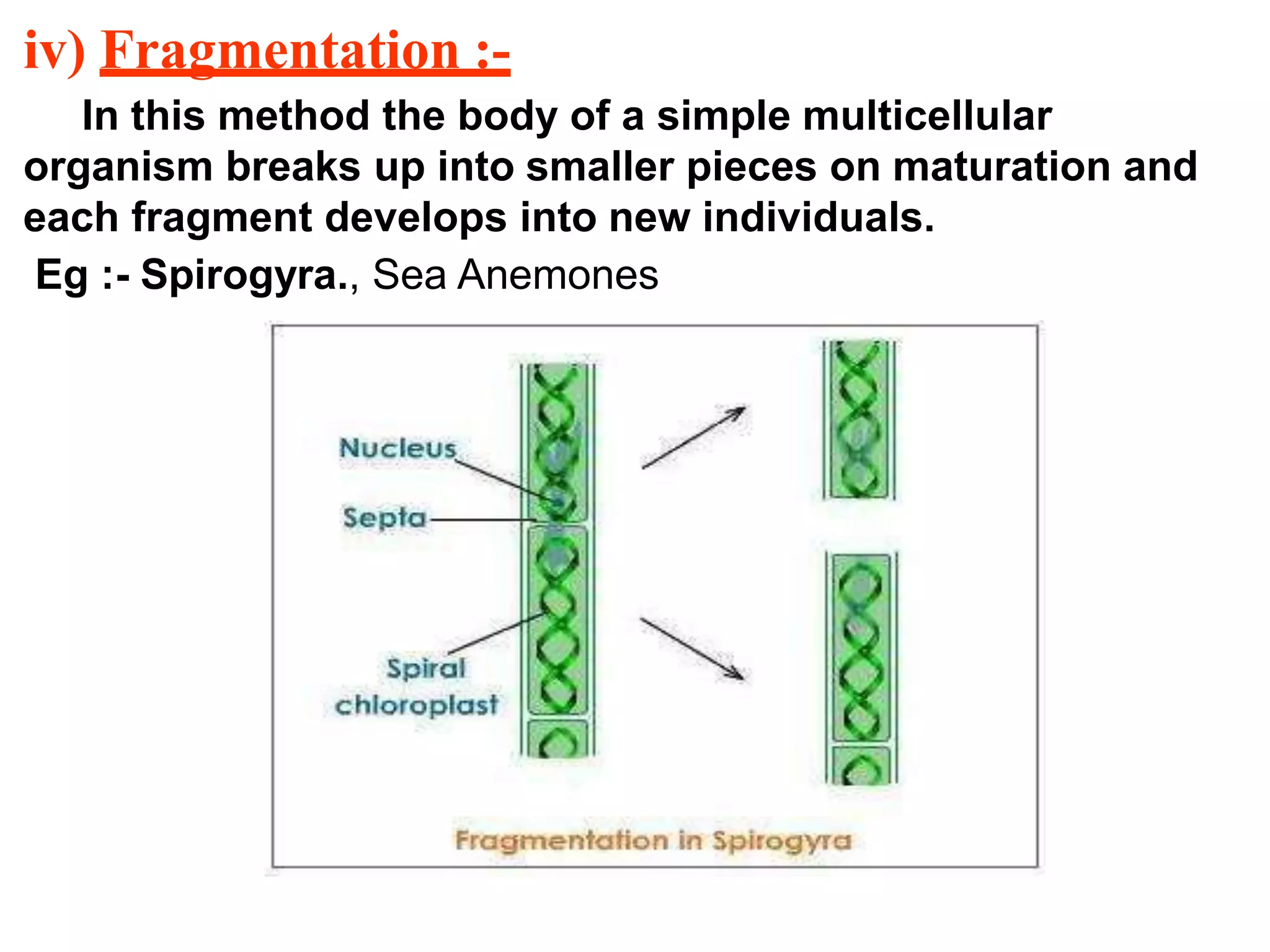 iv) Fragmentation :-
In this method the body of a simple multicellular
organism breaks up into smaller pieces on maturation and
each fragment develops into new individuals.
Eg :- Spirogyra., Sea Anemones
 