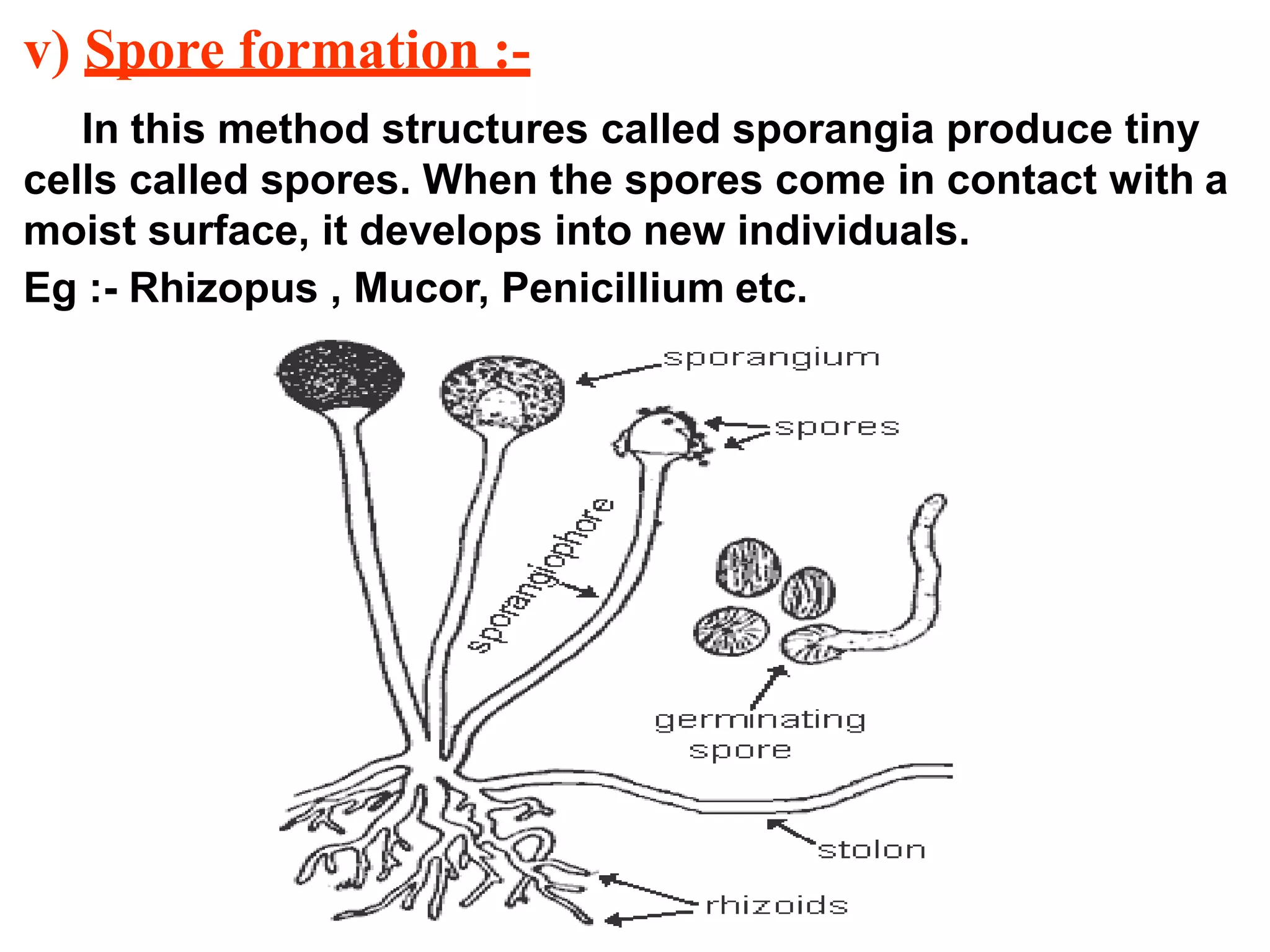 v) Spore formation :-
In this method structures called sporangia produce tiny
cells called spores. When the spores come in contact with a
moist surface, it develops into new individuals.
Eg :- Rhizopus , Mucor, Penicillium etc.
 