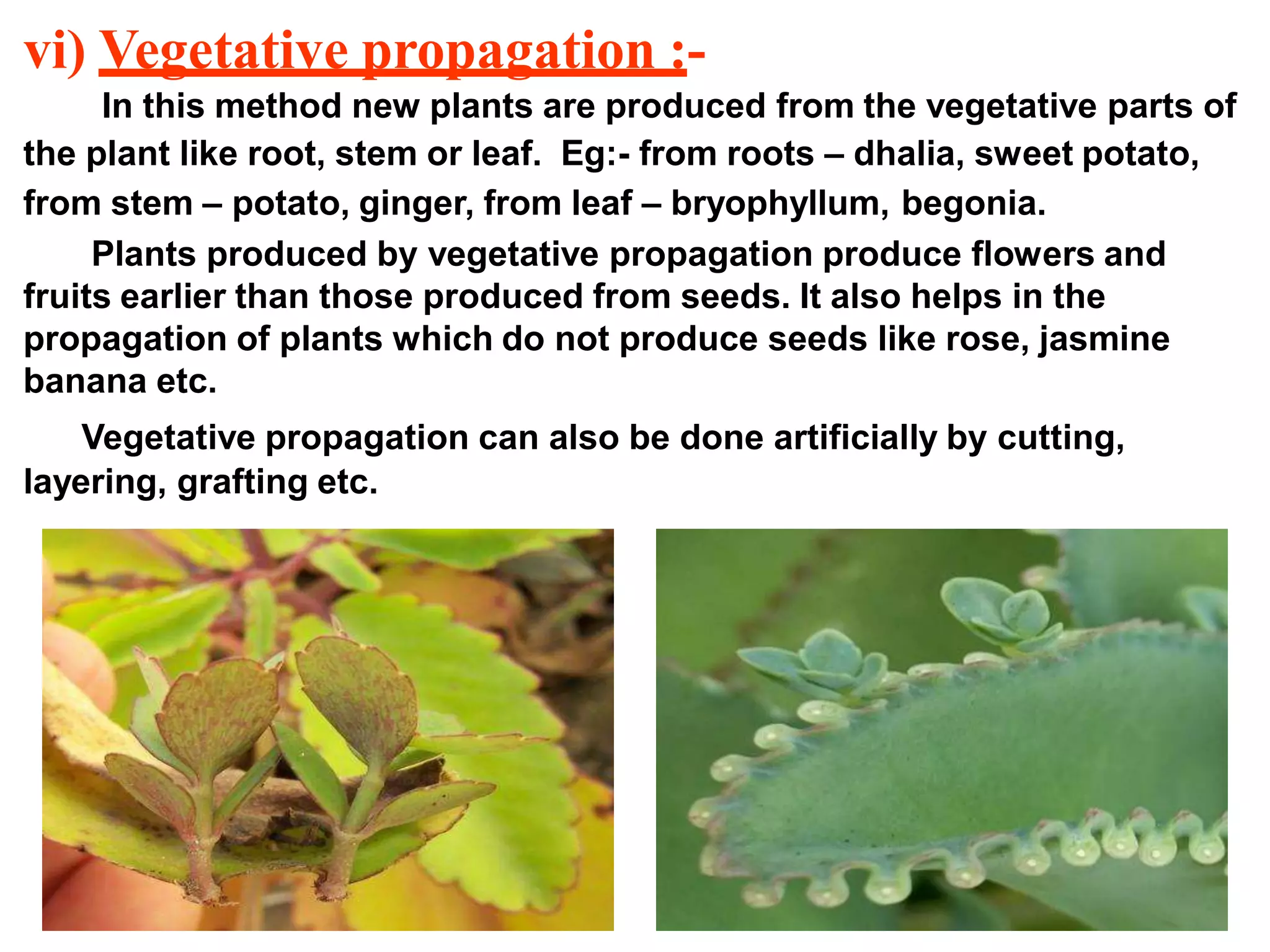 vi) Vegetative propagation :-
In this method new plants are produced from the vegetative parts of
the plant like root, stem or leaf. Eg:- from roots – dhalia, sweet potato,
from stem – potato, ginger, from leaf – bryophyllum, begonia.
Plants produced by vegetative propagation produce flowers and
fruits earlier than those produced from seeds. It also helps in the
propagation of plants which do not produce seeds like rose, jasmine
banana etc.
Vegetative propagation can also be done artificially by cutting,
layering, grafting etc.
 