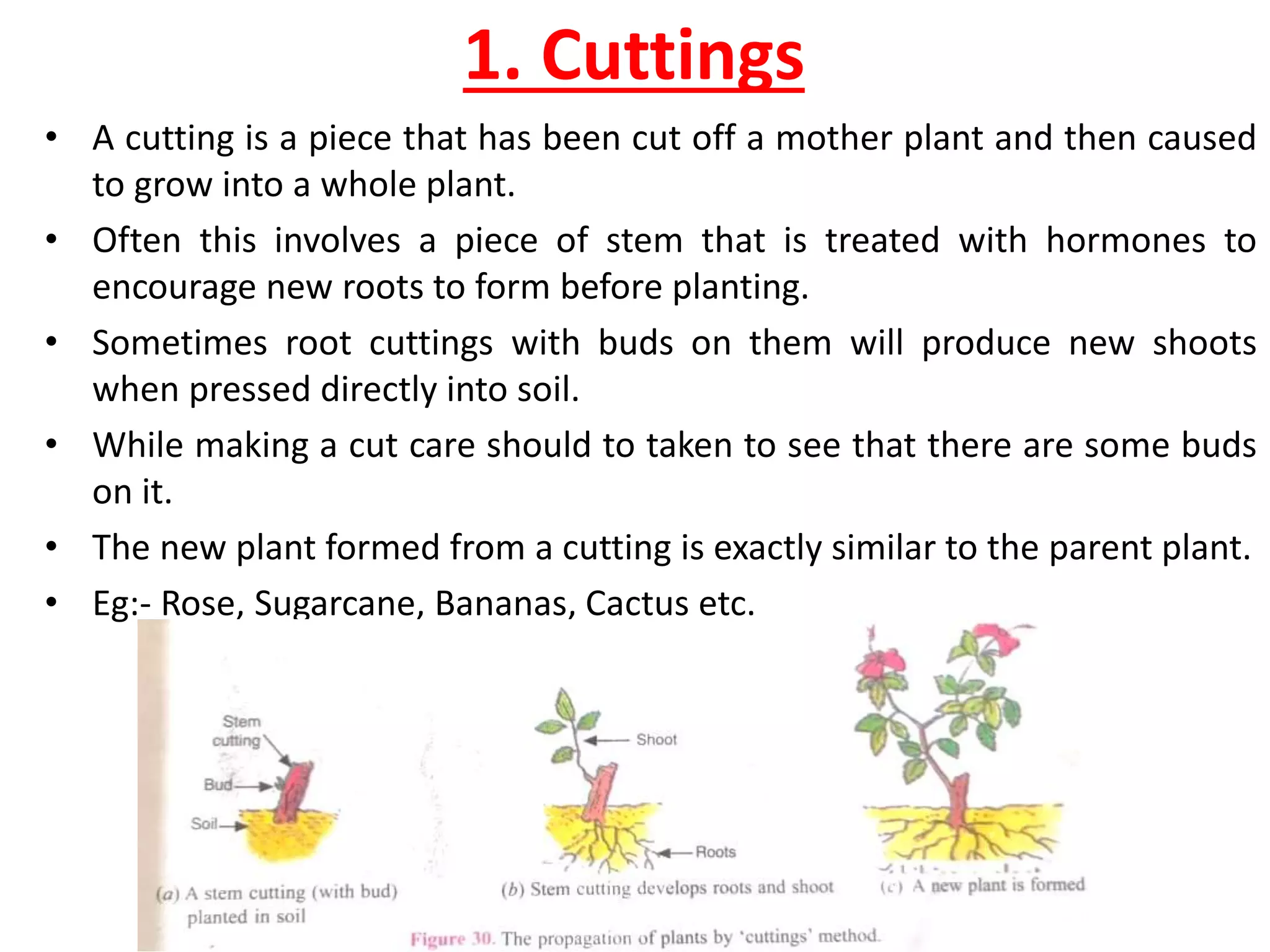 1. Cuttings
• A cutting is a piece that has been cut off a mother plant and then caused
to grow into a whole plant.
• Often this involves a piece of stem that is treated with hormones to
encourage new roots to form before planting.
• Sometimes root cuttings with buds on them will produce new shoots
when pressed directly into soil.
• While making a cut care should to taken to see that there are some buds
on it.
• The new plant formed from a cutting is exactly similar to the parent plant.
• Eg:- Rose, Sugarcane, Bananas, Cactus etc.
 