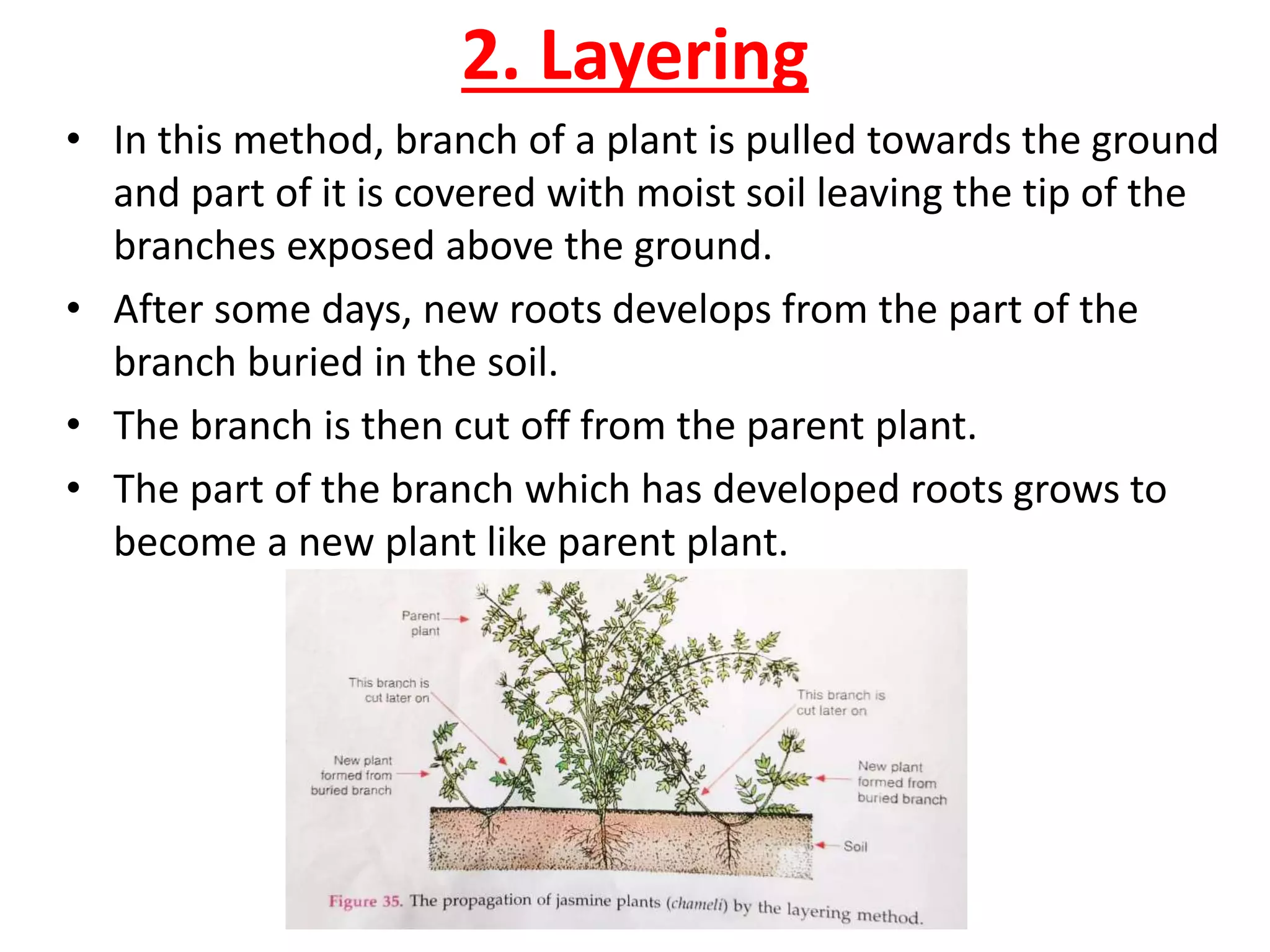 2. Layering
• In this method, branch of a plant is pulled towards the ground
and part of it is covered with moist soil leaving the tip of the
branches exposed above the ground.
• After some days, new roots develops from the part of the
branch buried in the soil.
• The branch is then cut off from the parent plant.
• The part of the branch which has developed roots grows to
become a new plant like parent plant.
 