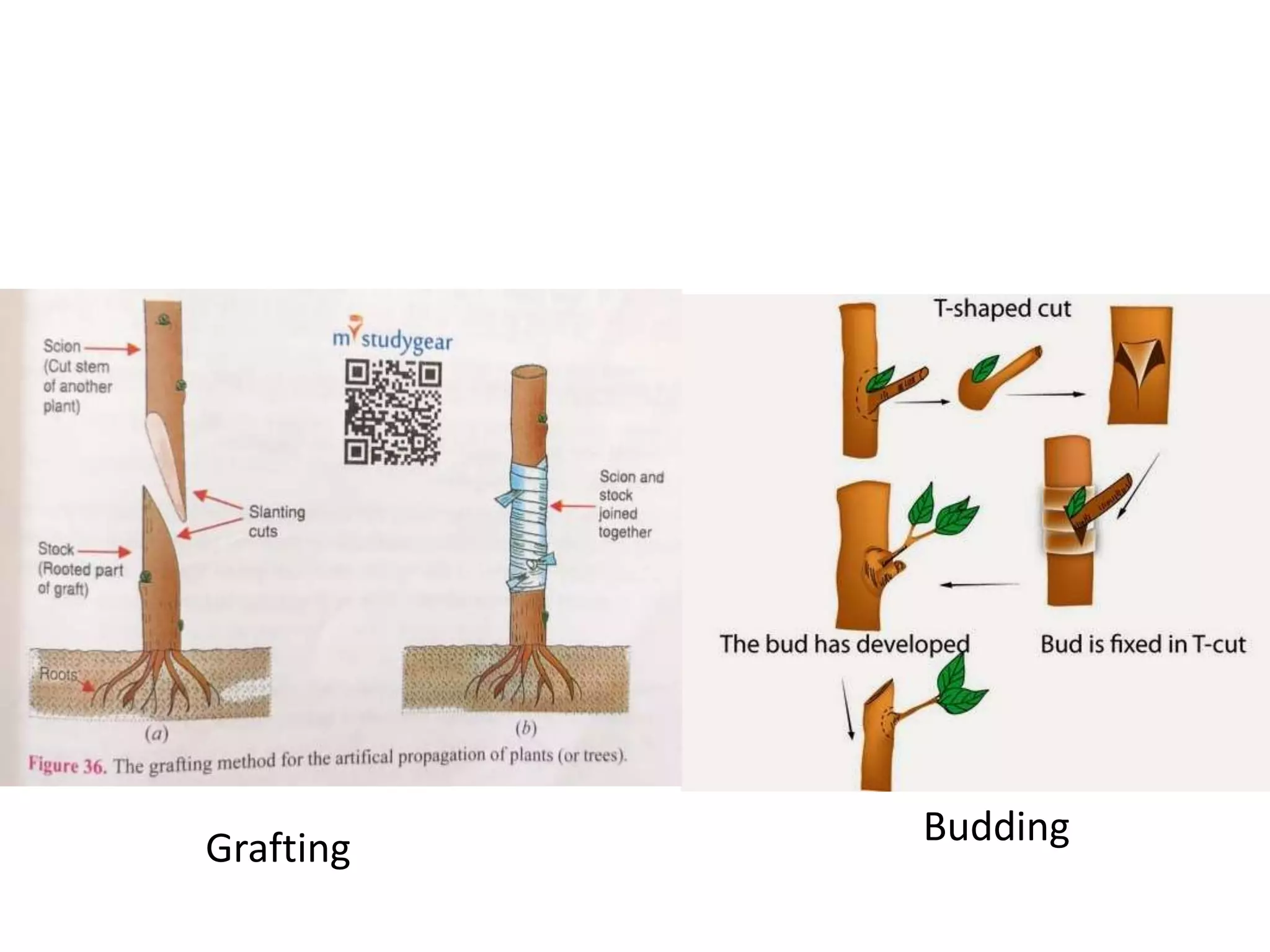 Grafting Budding
 