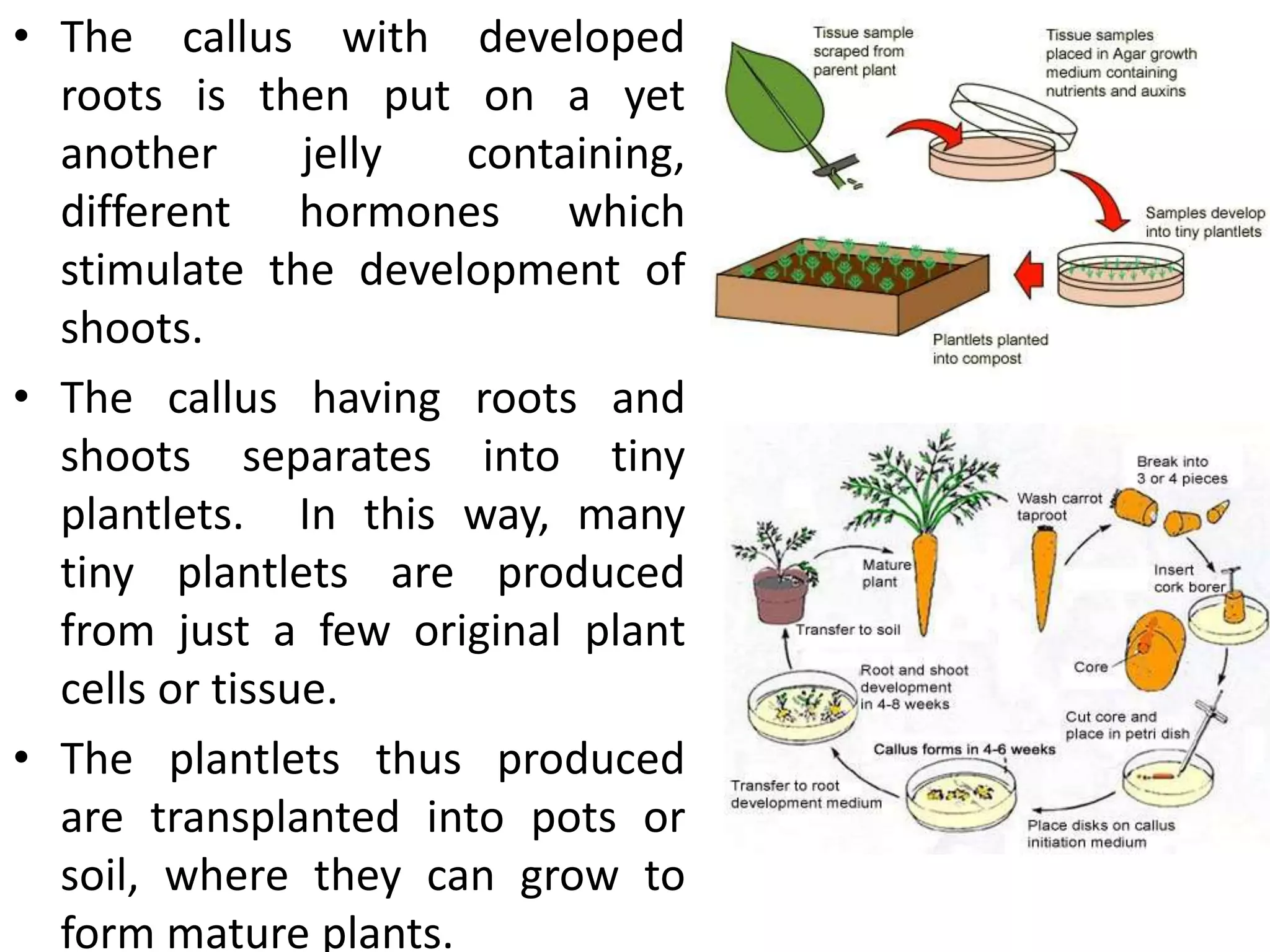 • The callus with developed
roots is then put on a yet
another jelly containing,
different hormones which
stimulate the development of
shoots.
• The callus having roots and
shoots separates into tiny
plantlets. In this way, many
tiny plantlets are produced
from just a few original plant
cells or tissue.
• The plantlets thus produced
are transplanted into pots or
soil, where they can grow to
form mature plants.
 