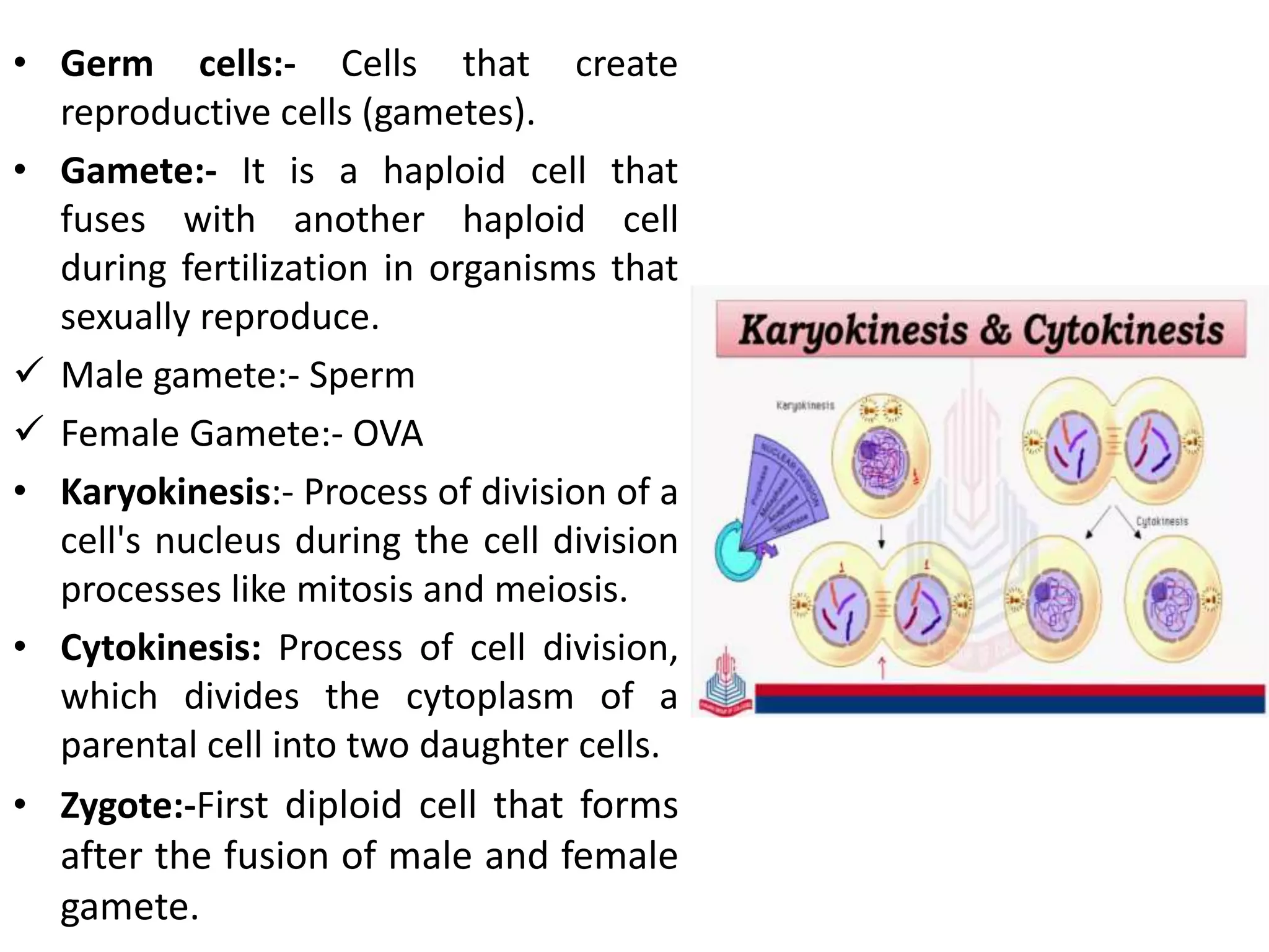 • Germ cells:- Cells that create
reproductive cells (gametes).
• Gamete:- It is a haploid cell that
fuses with another haploid cell
during fertilization in organisms that
sexually reproduce.
 Male gamete:- Sperm
 Female Gamete:- OVA
• Karyokinesis:- Process of division of a
cell's nucleus during the cell division
processes like mitosis and meiosis.
• Cytokinesis: Process of cell division,
which divides the cytoplasm of a
parental cell into two daughter cells.
• Zygote:-First diploid cell that forms
after the fusion of male and female
gamete.
 