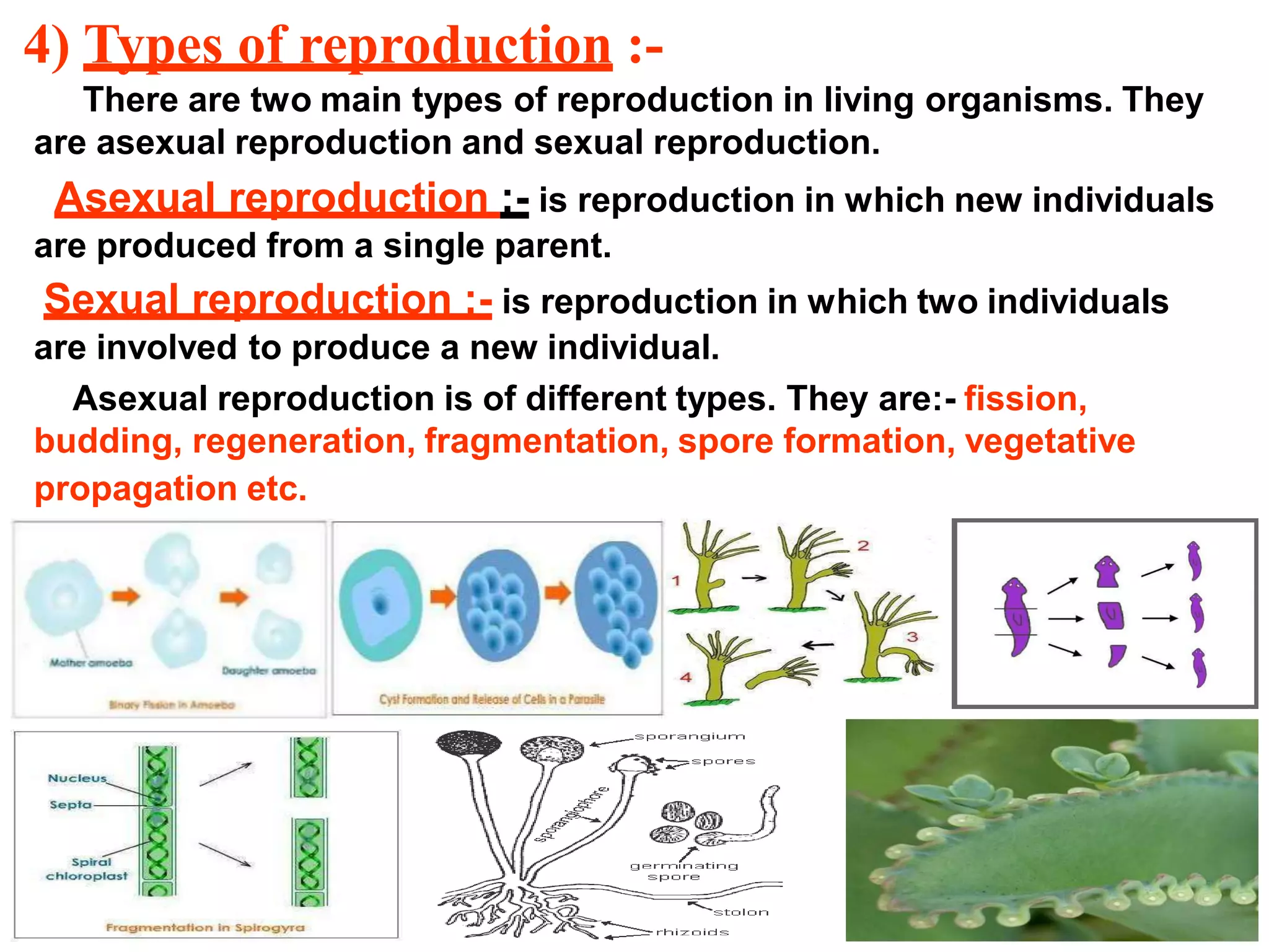 4) Types of reproduction :-
There are two main types of reproduction in living organisms. They
are asexual reproduction and sexual reproduction.
Asexual reproduction :- is reproduction in which new individuals
are produced from a single parent.
Sexual reproduction :- is reproduction in which two individuals
are involved to produce a new individual.
Asexual reproduction is of different types. They are:- fission,
budding, regeneration, fragmentation, spore formation, vegetative
propagation etc.
 