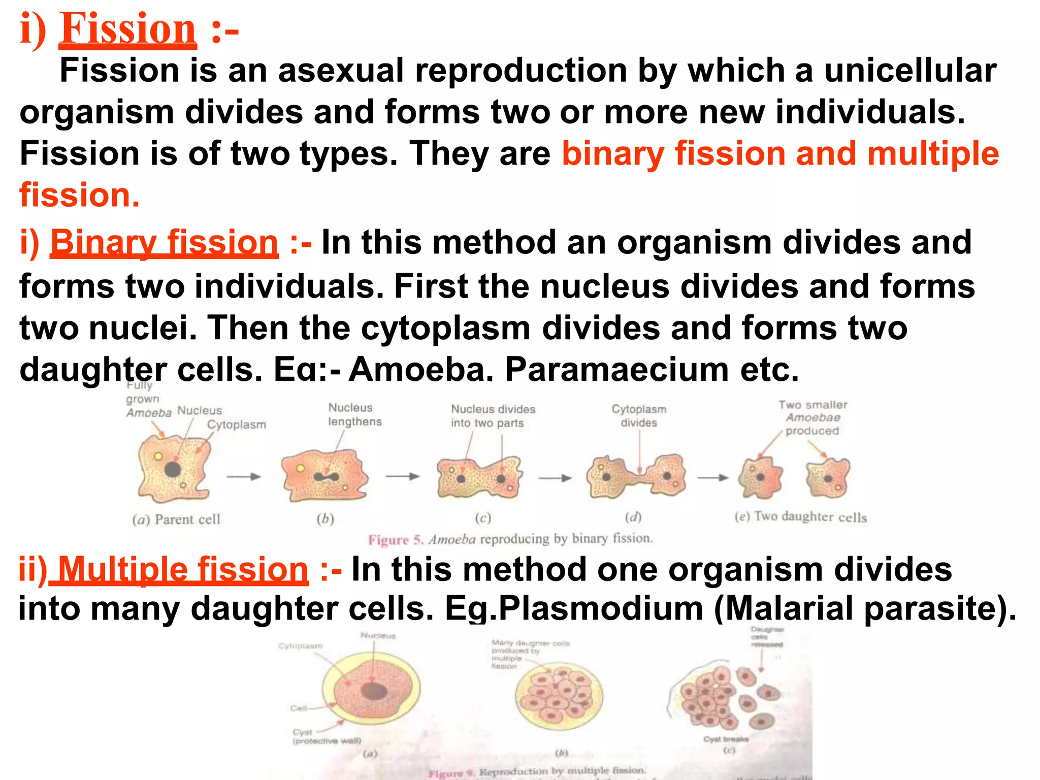 i) Fission :-
Fission is an asexual reproduction by which a unicellular
organism divides and forms two or more new individuals.
Fission is of two types. They are binary fission and multiple
fission.
i) Binary fission :- In this method an organism divides and
forms two individuals. First the nucleus divides and forms
two nuclei. Then the cytoplasm divides and forms two
daughter cells. Eg:- Amoeba, Paramaecium etc.
ii) Multiple fission :- In this method one organism divides
into many daughter cells. Eg.Plasmodium (Malarial parasite).
 