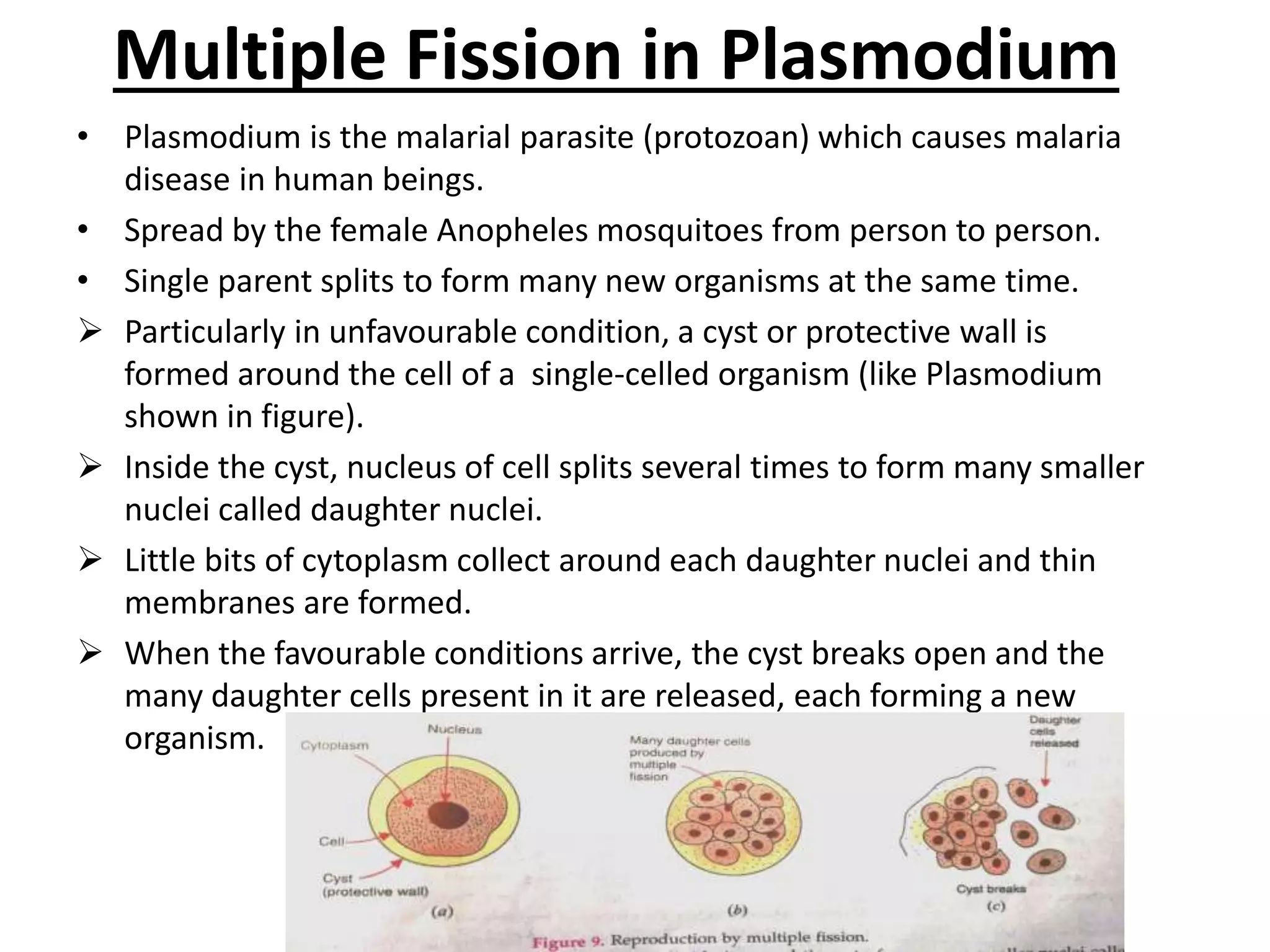 Multiple Fission in Plasmodium
• Plasmodium is the malarial parasite (protozoan) which causes malaria
disease in human beings.
• Spread by the female Anopheles mosquitoes from person to person.
• Single parent splits to form many new organisms at the same time.
 Particularly in unfavourable condition, a cyst or protective wall is
formed around the cell of a single-celled organism (like Plasmodium
shown in figure).
 Inside the cyst, nucleus of cell splits several times to form many smaller
nuclei called daughter nuclei.
 Little bits of cytoplasm collect around each daughter nuclei and thin
membranes are formed.
 When the favourable conditions arrive, the cyst breaks open and the
many daughter cells present in it are released, each forming a new
organism.
 