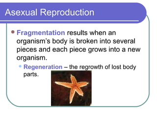 Asexual Reproduction
Fragmentation results when an
organism’s body is broken into several
pieces and each piece grows into a new
organism.
Regeneration – the regrowth of lost body
parts.
 