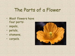 The Parts of a Flower
• Most flowers have
four parts:
• sepals,
• petals,
• stamens,
• carpels.
 