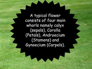 A typical flower
consists of four main
whorls namely calyx
(sepals), Corolla
(Petals), Androecium
(Stamens) and
Gynoecium (Carpels).
 